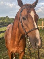 Thoroughbred Horses for sale in North Lima, OH 44452, USA. price: NA