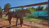 Thoroughbred Horses for sale in Temecula, CA, USA. price: NA