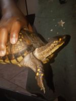 Three Toed Box Turtle Reptiles for sale in Memphis, TN, USA. price: NA
