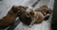 Tibetan Kyi Apso Puppies Photos