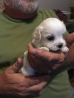 Tibetan Kyi Apso Puppies for sale in Olive Branch, MS 38654, USA. price: NA