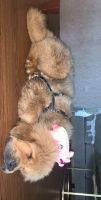 Tibetan Mastiff Puppies for sale in Fenton, MI, USA. price: NA