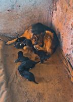 Tibetan Mastiff Puppies Photos