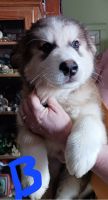 Tibetan Mastiff Puppies for sale in Englewood, CO 80113, USA. price: NA