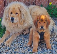 Tibetan Mastiff Puppies for sale in Napa, California. price: $2,000
