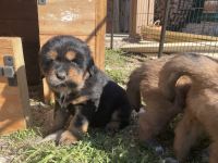 Tibetan Mastiff Puppies for sale in Allen, Texas. price: $3,500
