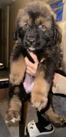 Tibetan Mastiff Puppies for sale in Reisterstown, Maryland. price: $2,500