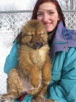 Tibetan Mastiff Puppies Photos