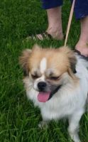 Tibetan Spaniel Puppies for sale in OR-99W, McMinnville, OR 97128, USA. price: NA