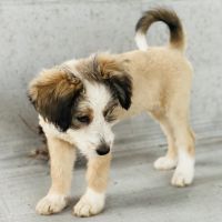 Tibetan Terrier Puppies Photos