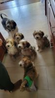 Tibetan Terrier Puppies for sale in Vallejo, CA, USA. price: $2,000