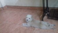 Tibetan Terrier Puppies for sale in Tiruchirappalli, Tamil Nadu, India. price: 8000 INR
