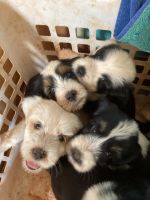 Tibetan Terrier Puppies for sale in ‘Aiea Heights, Aiea, HI 96701, USA. price: $2,500