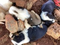Tibetan Terrier Puppies Photos