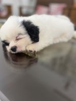 Tibetan Terrier Puppies for sale in Kozhikode, Kerala, India. price: 10,000 INR