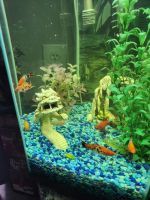 Tiger Barb Fishes for sale in Havelock, NC, USA. price: $100