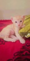 Tiger Cat Cats for sale in Kukatpally, Hyderabad, Telangana, India. price: 500 INR