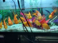 Tiger Oscar Fishes for sale in 27821 Perales, Mission Viejo, CA 92692, USA. price: NA