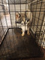 Timber Wolf Animals for sale in Stockbridge, GA, USA. price: NA