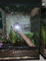 Tokay Gecko Reptiles for sale in Bessemer, AL, USA. price: $300