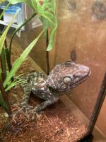 Tokay Gecko Reptiles for sale in Tampa, FL, USA. price: $75