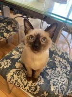 Tonkinese Cats for sale in Romeoville, IL, USA. price: NA