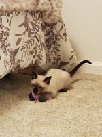 Tonkinese Cats for sale in Reno, NV, USA. price: $500