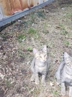 Torby Cats for sale in New Roads, LA 70760, USA. price: NA