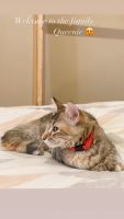 Torby Cats for sale in San Antonio, TX, USA. price: NA