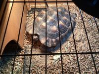 Tortoise Reptiles for sale in West Chester, PA, USA. price: NA