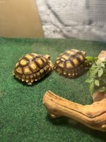 Tortoise Reptiles for sale in 2932 N Arrowhead Ave, San Bernardino, CA 92405, USA. price: NA
