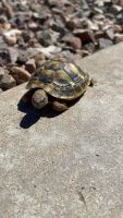 Tortoise Reptiles for sale in Mesa, AZ, USA. price: NA