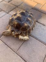 Tortoise Reptiles for sale in Maricopa, AZ, USA. price: NA