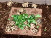 Tortoise Reptiles for sale in Abilene, TX, USA. price: NA