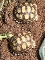 Tortoise Reptiles for sale in Bradenton, FL, USA. price: NA