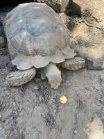 Tortoise Reptiles for sale in Norco, CA, USA. price: NA