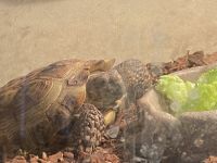 Tortoise Reptiles for sale in Naperville, IL, USA. price: NA