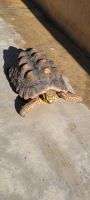 Tortoise Reptiles for sale in Mission Viejo, CA 92692, USA. price: NA