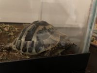 Tortoise Reptiles Photos