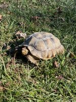 Tortoise Reptiles for sale in Leland, NC, USA. price: NA