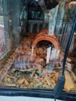 Tortoise Reptiles for sale in Jonesville, IN 47247, USA. price: $300