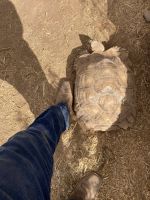 Tortoise Reptiles for sale in Queen Creek, AZ 85142, USA. price: NA