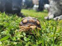 Tortoise Reptiles for sale in Navarre, FL 32566, USA. price: $400
