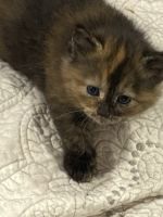 Tortoiseshell Cats for sale in Collingswood, NJ, USA. price: NA