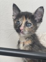 Tortoiseshell Cats for sale in Las Vegas, NV 89148, USA. price: NA