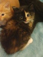 Tortoiseshell Cats for sale in Madera, CA 93638, USA. price: NA
