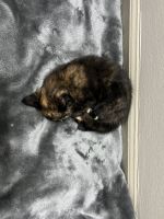 Tortoiseshell Cats for sale in Louisville, KY, USA. price: NA