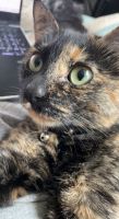 Tortoiseshell Cats for sale in 37191 Big Bend Rd, San Tan Valley, AZ 85140, USA. price: NA