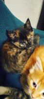 Tortoiseshell Cats for sale in Willis, TX 77318, USA. price: NA