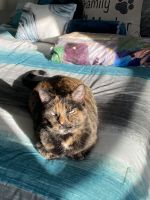 Tortoiseshell Cats for sale in Lafayette, CO, USA. price: NA